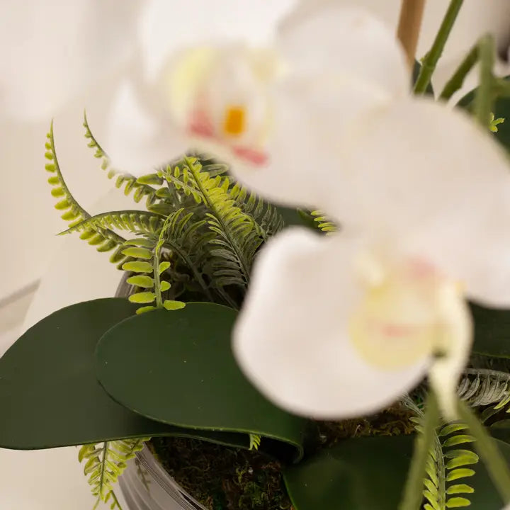 55cm Real Touch 5-Stem Orchid with Fern in Glass Pot