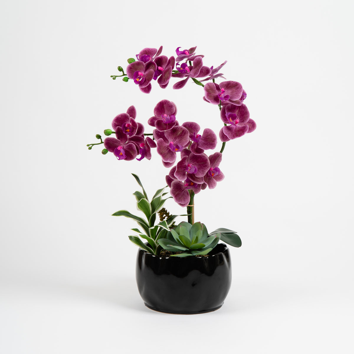 60cm Pink Orchid in Black Ceramic Pot