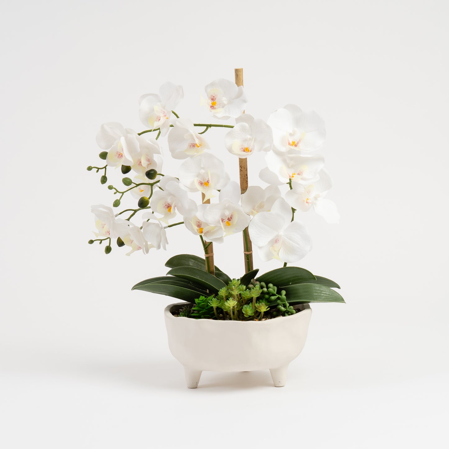 50cm White Orchid in Footed Cement Pot