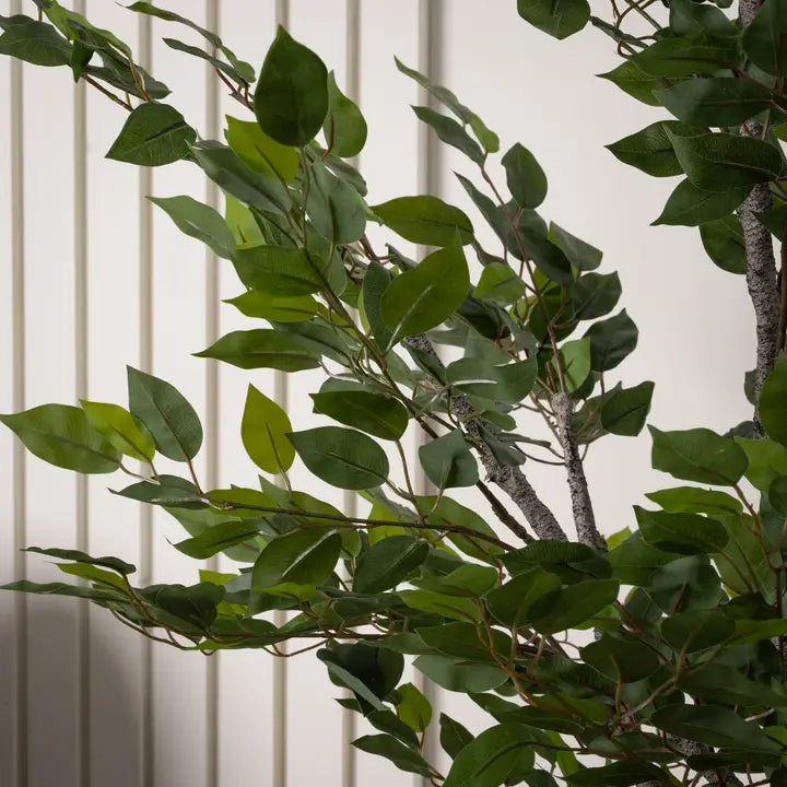 155cm Real Touch Mini Ficus Tree in Pot