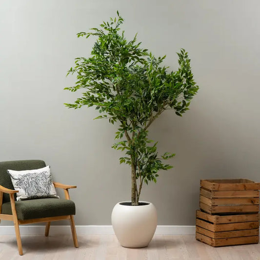 215cm Ficus Tree