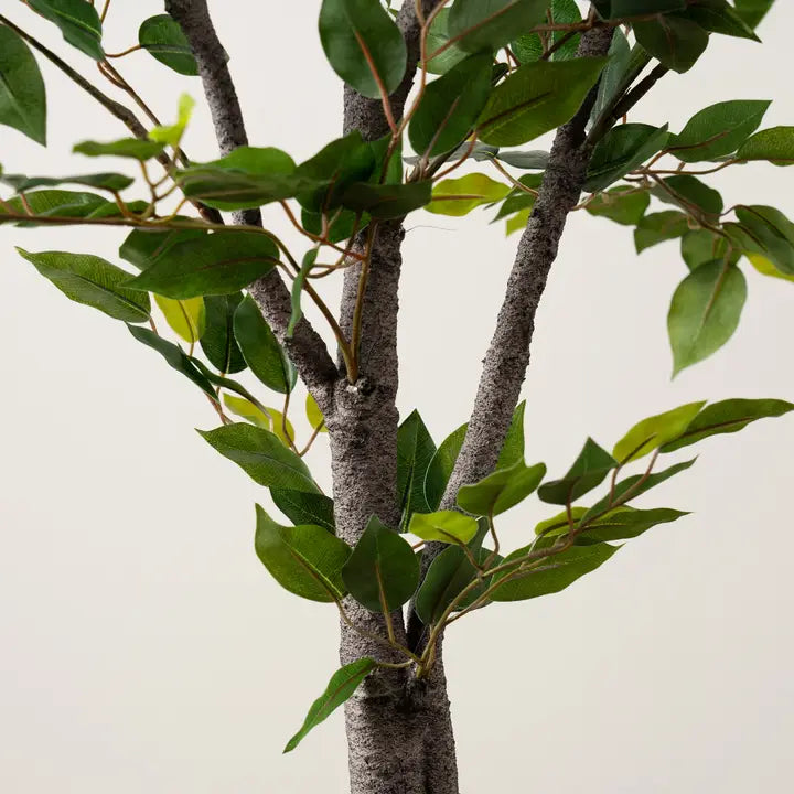 155cm Real Touch Mini Ficus Tree in Pot