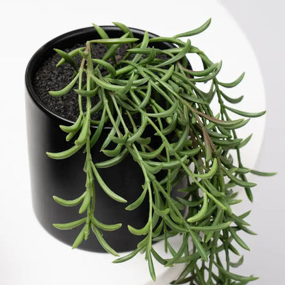 Set of 3 Trailing Plants in Matte Black Ceramic Pots