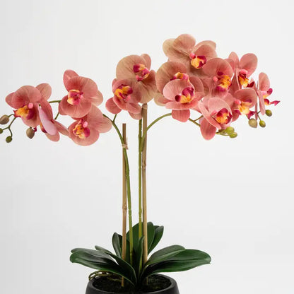 65cm Real Touch Phalaenopsis Spray in Black Pot