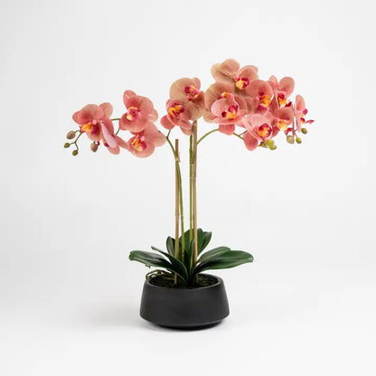 65cm Real Touch Phalaenopsis Spray in Black Pot