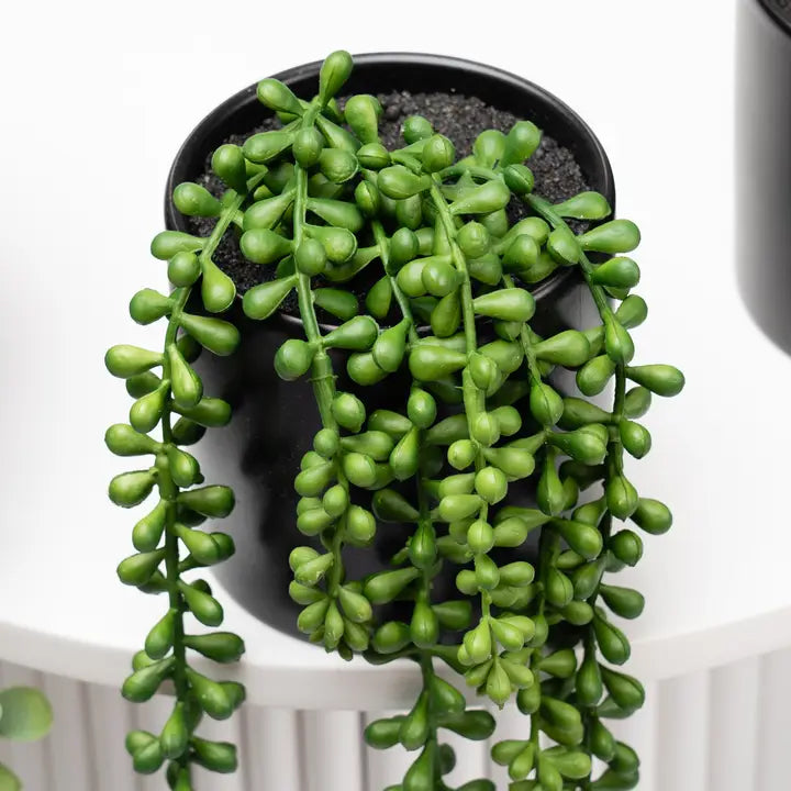 Set of 3 Trailing Plants in Matte Black Ceramic Pots