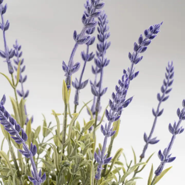 33cm Lavender in Wavy Cement Pot