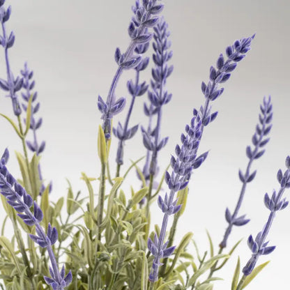 33cm Lavender in Wavy Cement Pot