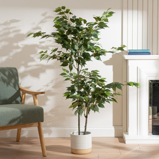 140cm Ficus Tree