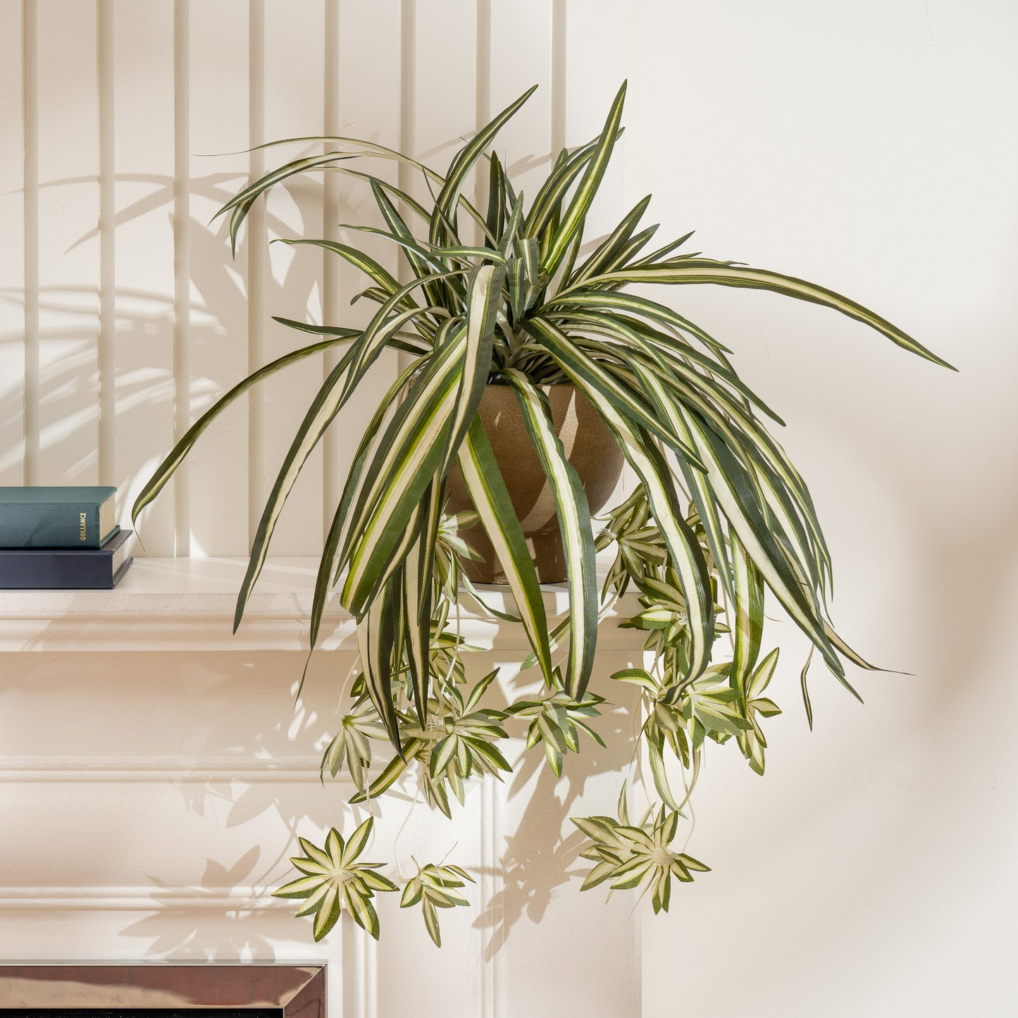 36cm Spider Plant in Rustic Pot