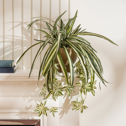 36cm Spider Plant in Rustic Pot