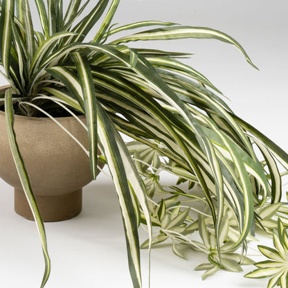 36cm Spider Plant in Rustic Pot