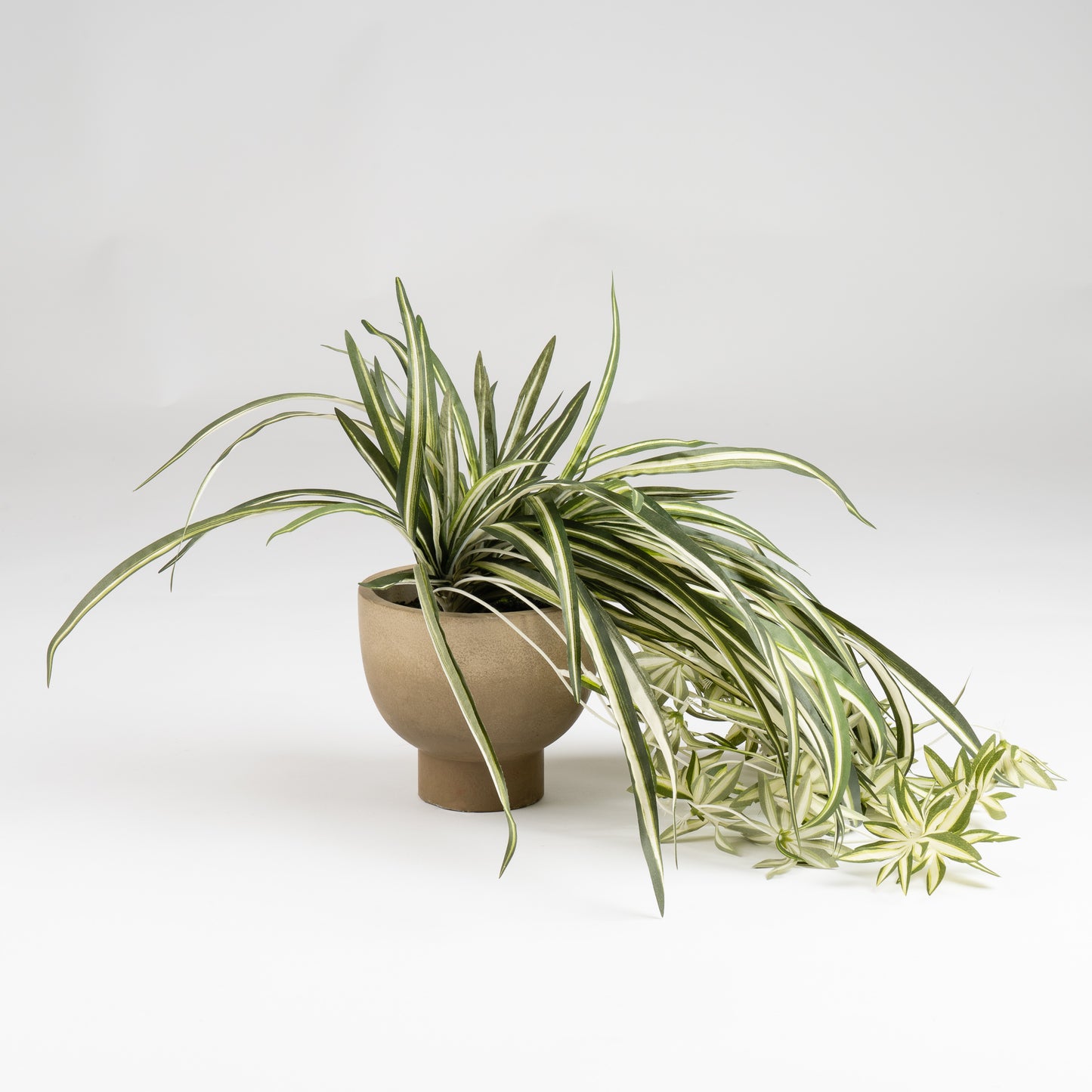 36cm Spider Plant in Rustic Pot