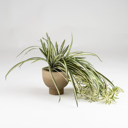 36cm Spider Plant in Rustic Pot