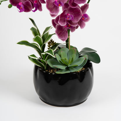 60cm Pink Orchid in Black Ceramic Pot