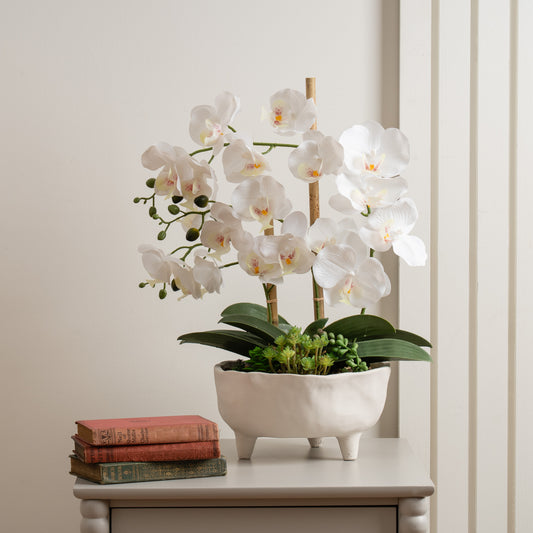 50cm White Orchid in Footed Cement Pot