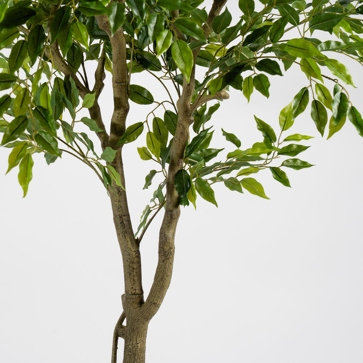 170cm Real touch Ficus in plastic pot
