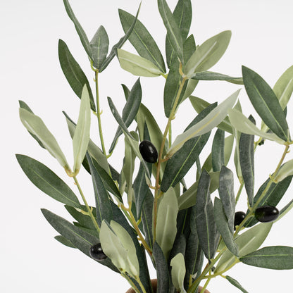 37cm Olive Plant in Rustic Pot
