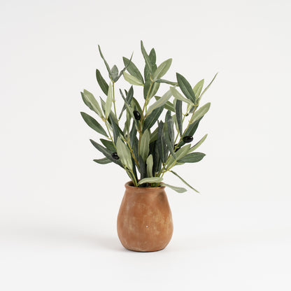 37cm Olive Plant in Rustic Pot
