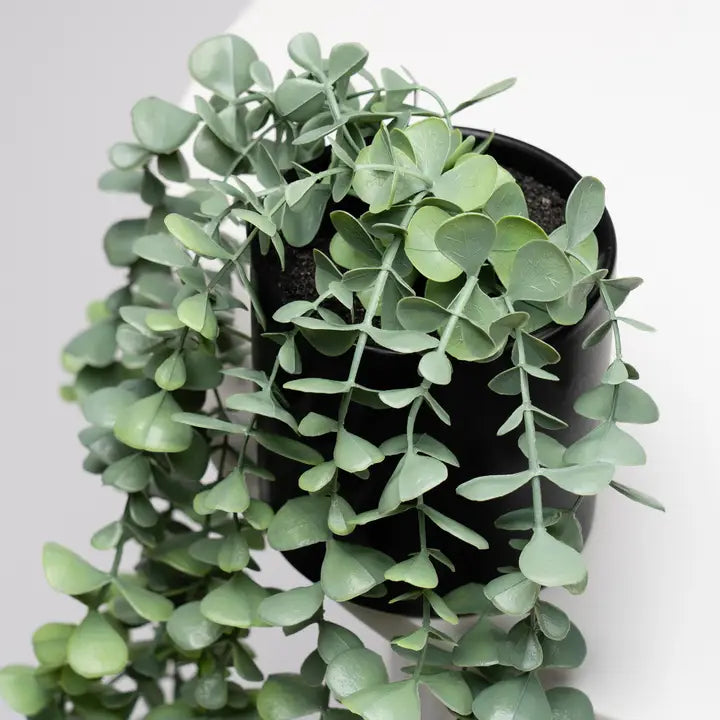 Set of 3 Trailing Plants in Matte Black Ceramic Pots